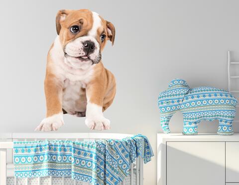 Vorsicht Hundeblick! Unser Wandtattoo „Baby-Bulldogge Bosse"